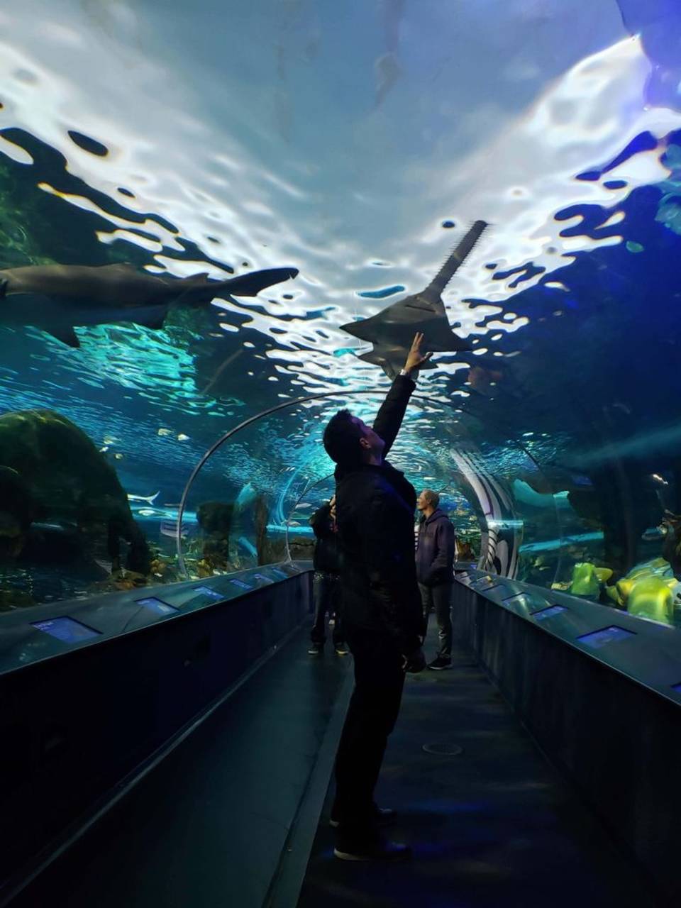 Toronto Tudo Que Você Precisa Saber Para A Sua Viagem - Ripley's Aquarium