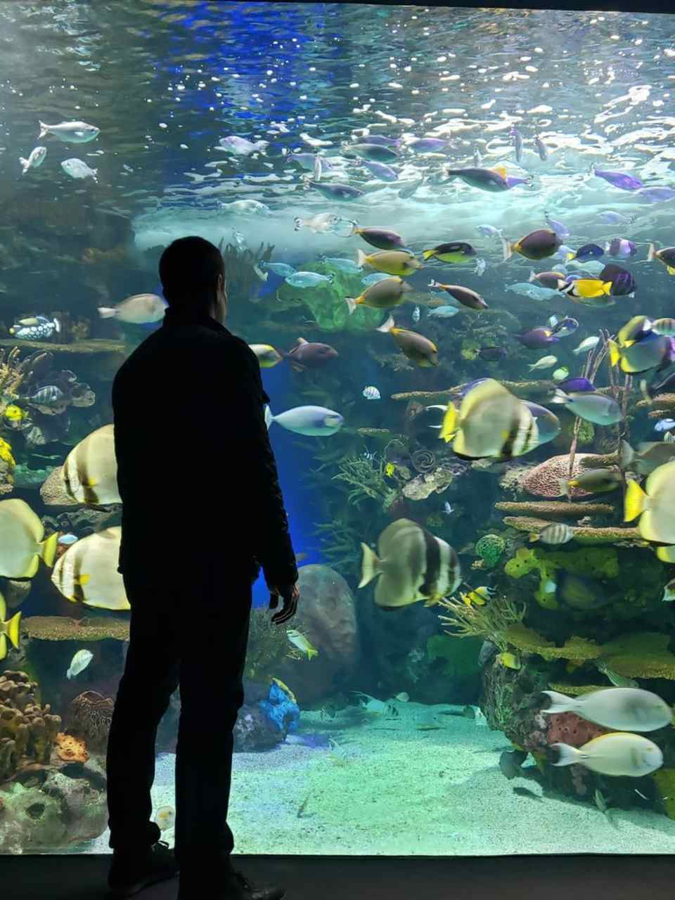 Ripleys Aquarium