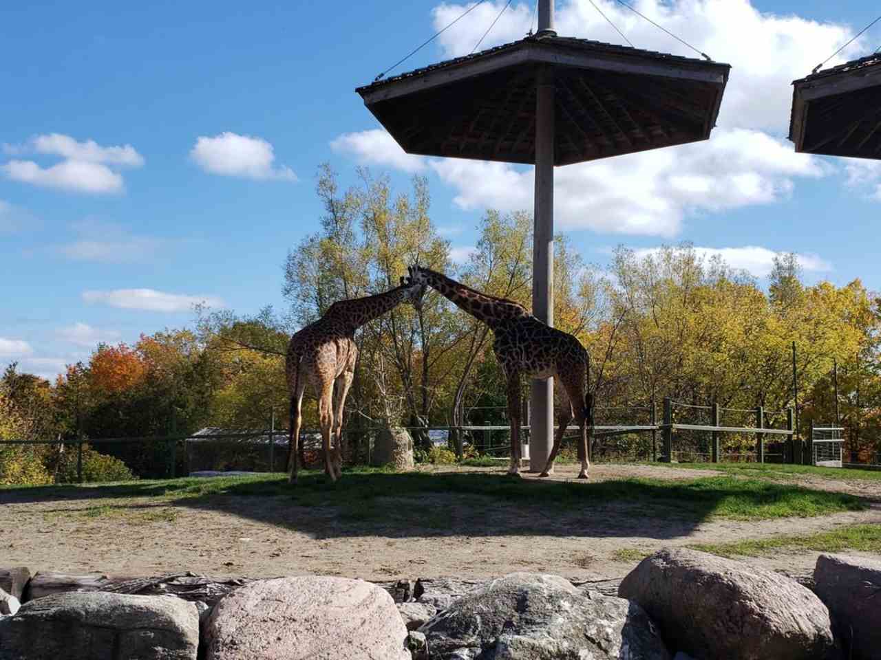 Toronto Tudo Que Você Precisa Saber Para A Sua Viagem - Toronto Zoo